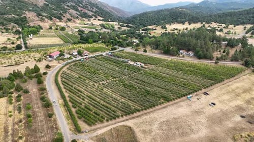 Apfelgarten: Reihen von Apfelbäumen voller Früchte, die zum Pflücken bereit sind