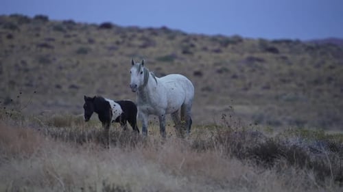 Wildpferd und Pony gehen zusammen in der Wüste von Utah spazieren