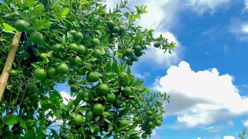 Lush Tree Full of Unripe Green Fruit