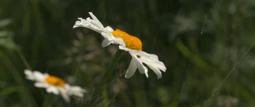 Daisy Flower Petals in the Rain in a Field