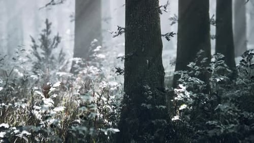 Sonnenuntergang oder Sonnenaufgang im schneebedeckten Winterkiefernwald