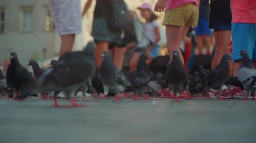 La gente está alimentando con migas a un grupo de palomas en la plaza del mercado de Cracovia (Polonia) mientras buscan