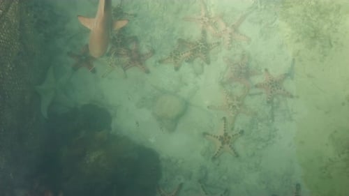 Starfish and Nurse Shark Underwater in Tropical Ocean