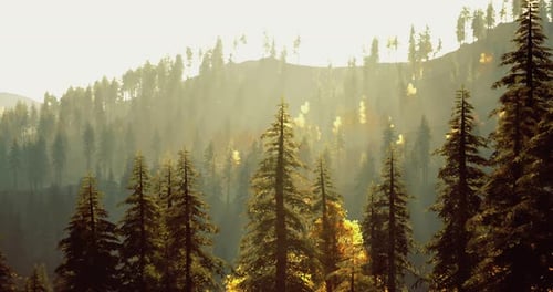 La lumière du soleil matinale traverse de grands pins dans une forêt tranquille