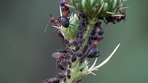 Macro Detail Of Ants In Motion Uhd