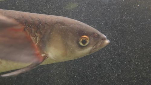 Fish Filmed in an Aquarium