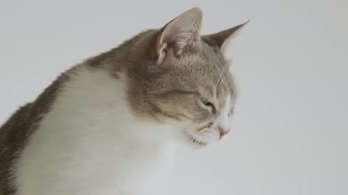 Weiße gestreifte amerikanische Kurzhaarkatze leckt und sagt, es sei lecker