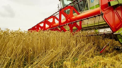 Combine Harvester Cutting Wheat in Field