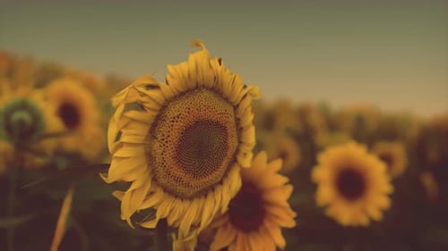 Sunset Landscape at Sunflower Field