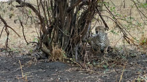 Cheetah (Acinonyx jubatus) resting in a bush, sheltering from the rain. Tarangire National Park, Tan