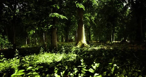 Sunlight Filters Through Lush Green Trees in a Peaceful Forest Setting
