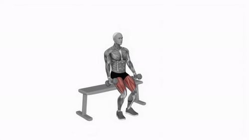 Dumbbell Seated Squat Exercise with Muscle Highlight Animation Loop