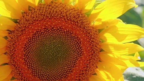Vibrant Sunflower Bloom in Summertime Close Up