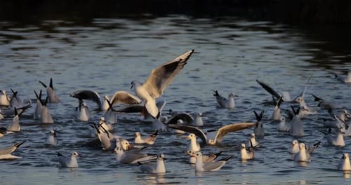 Schwarm Lachmöwen (Chroicocephalus ridibundus) beim Jagen und Fischen. Die Camargue, Frankreich
.