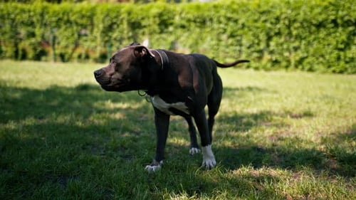 Powerful Dog Trots on Grassy Lawn in Sunlight