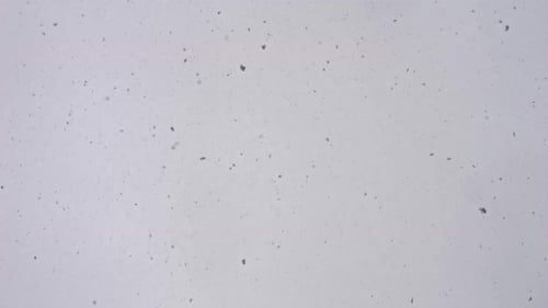 2K Snow
