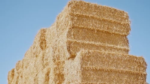 Stacked Golden Hay Bales on Clear Day