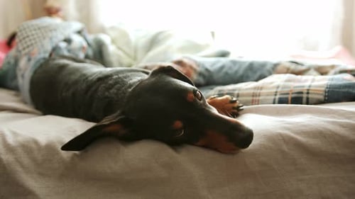 Resting Dachshund Lying on a Comfortable Bed