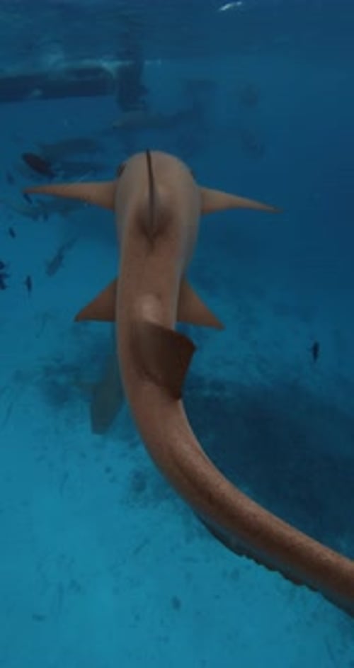 Nurse Sharks Swims Underwater in Blue Ocean Shark Tail in Tropical Sea in Maldives Vertical Footage
