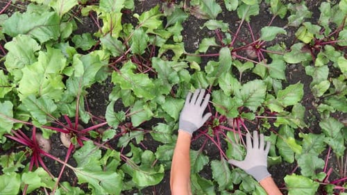 Harvesting Beet Greens in a Fertile Garden