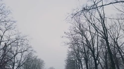 A Scenic Winter Road Winding Through Bare Trees Surrounded By Foggy Weather Serene Nature Footage