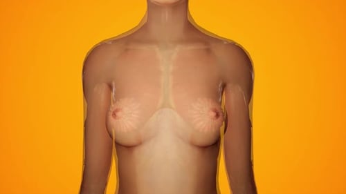 Female Breast and Muscle Anatomy 3D Medical Animation