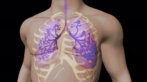 Human lungs breathing animation showing respiratory system function in motion