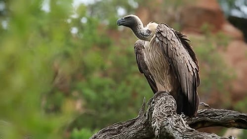 White backed Vulture in Greater Kruger National park, South Africa