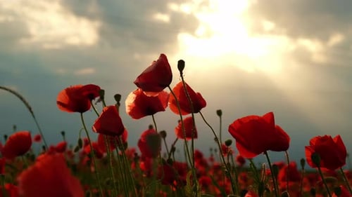 Red Poppy Flowers in a Wild Field Vivid Poppies Meadow in Spring Beautiful Summer Day Beautiful Red