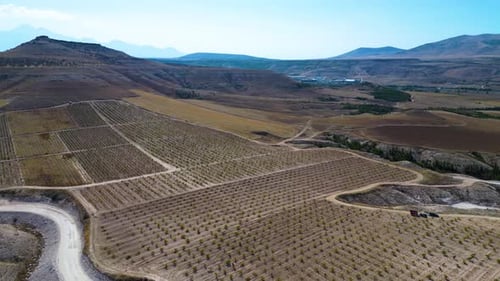 Aerial View of Young Vineyard and Rural Landscape