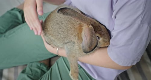 A Rabbit with Long Ears Held By a Child A Girl Gently Strokes Its Soft Fur Top View