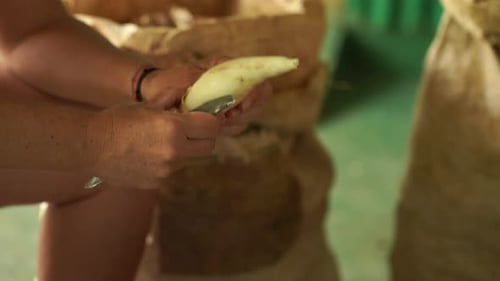 White skin woman peeling cassava in hand with tool for making cassava:manioc galette, Mahe Seychelle
