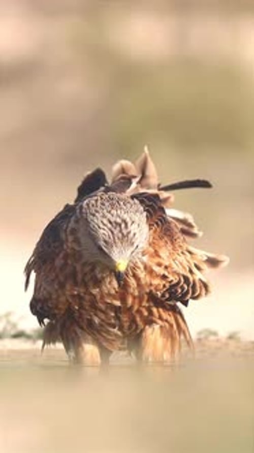 close up of an eagle drinking and monitoring the surrounding area
