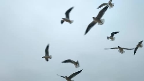 Seagulls Flying in Sky Many White Sea Gulls Flying in the Sky in Cloudy Weather
