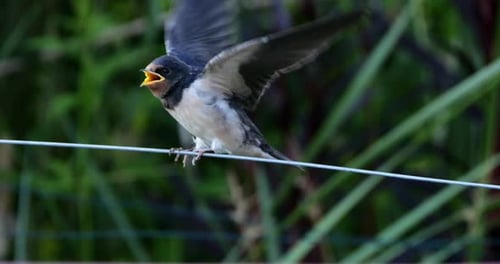 Barn swallows (Hirundo rustica) feeding chicks, Southern France