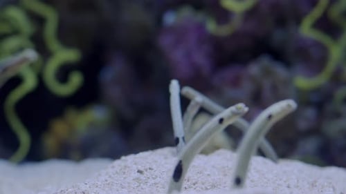 Garden Eels Emerging From Sandy Ocean Floor in a Vibrant Underwater Scene