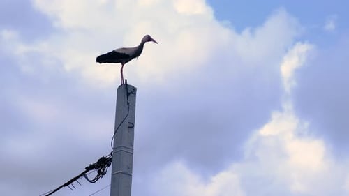 the Stork Sits on a Pole Selective Focus