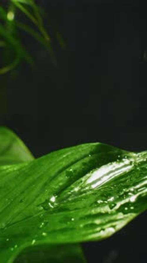 Zarte Wassertröpfchen, die sanft auf üppig grünen Blättern landen