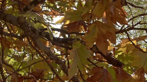 Árbol de sicomoro con hojas amarillas y sol en otoño