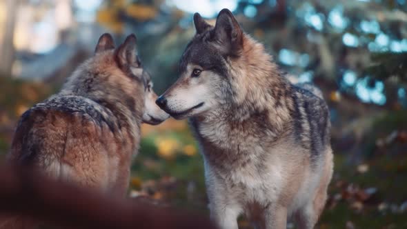 Close up of two gray wolves in the woods, Nature Stock Footage ft ...