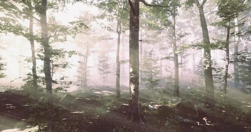 Peaceful Forest Landscape with Sunlight Filtering Through Trees