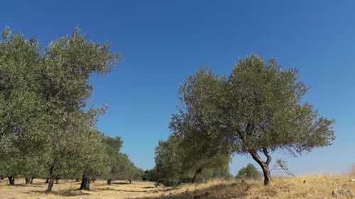 Olive Trees 224