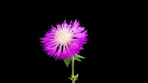 Purple Flower Blooming in Time-Lapse on Black Background