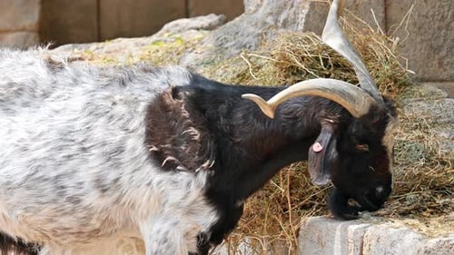 A goat eating hay in Spain