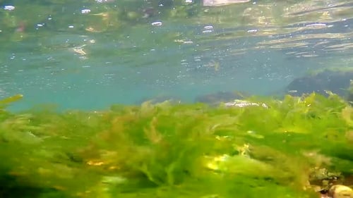 Vibrant Green Seaweed Swaying Underwater
