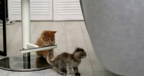 Fluffy Maine Coon Cat Relaxes on Grey Floor While Two Small Kittens Play Nearby Exploring Its