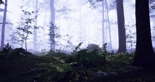 Dense Forest with Mist Creating a Mystical Atmosphere During Early Morning