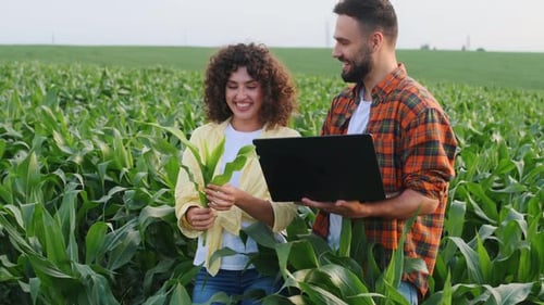 Collecting data by using digital tablet. Man and woman are on the corn agricultural field.