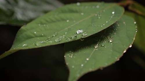 Grünes Blatt im Regenwald mit Regentropfen unter sanftem Licht.