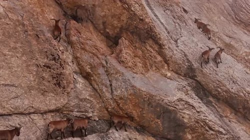 Ibex Goats Navigating Precarious Rocky Mountain Terrain Showcasing Exceptional Climbing Skills and